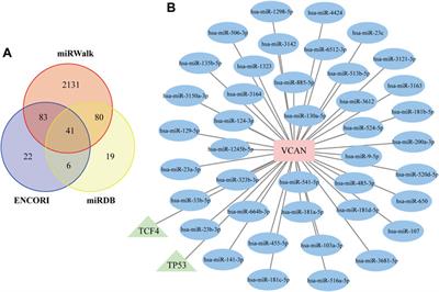 Comprehensive bioinformatics and machine learning analysis identify VCAN as a novel biomarker of hepatitis B virus-related liver fibrosis